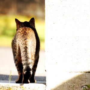 Cat in light II